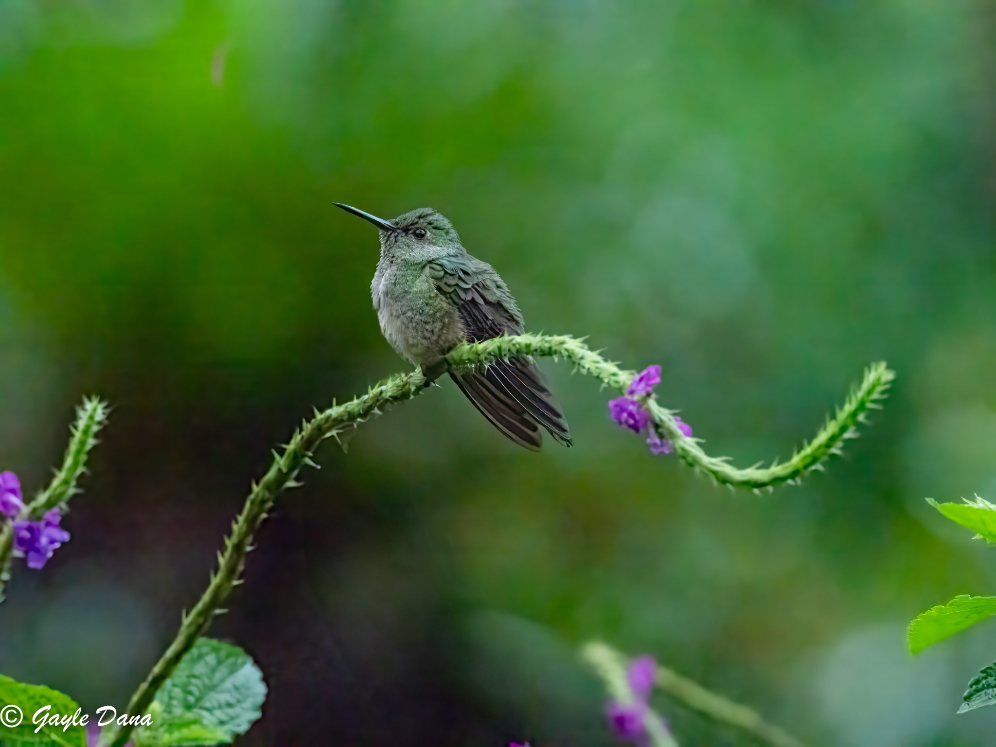 Scaly breasted Hummingbird